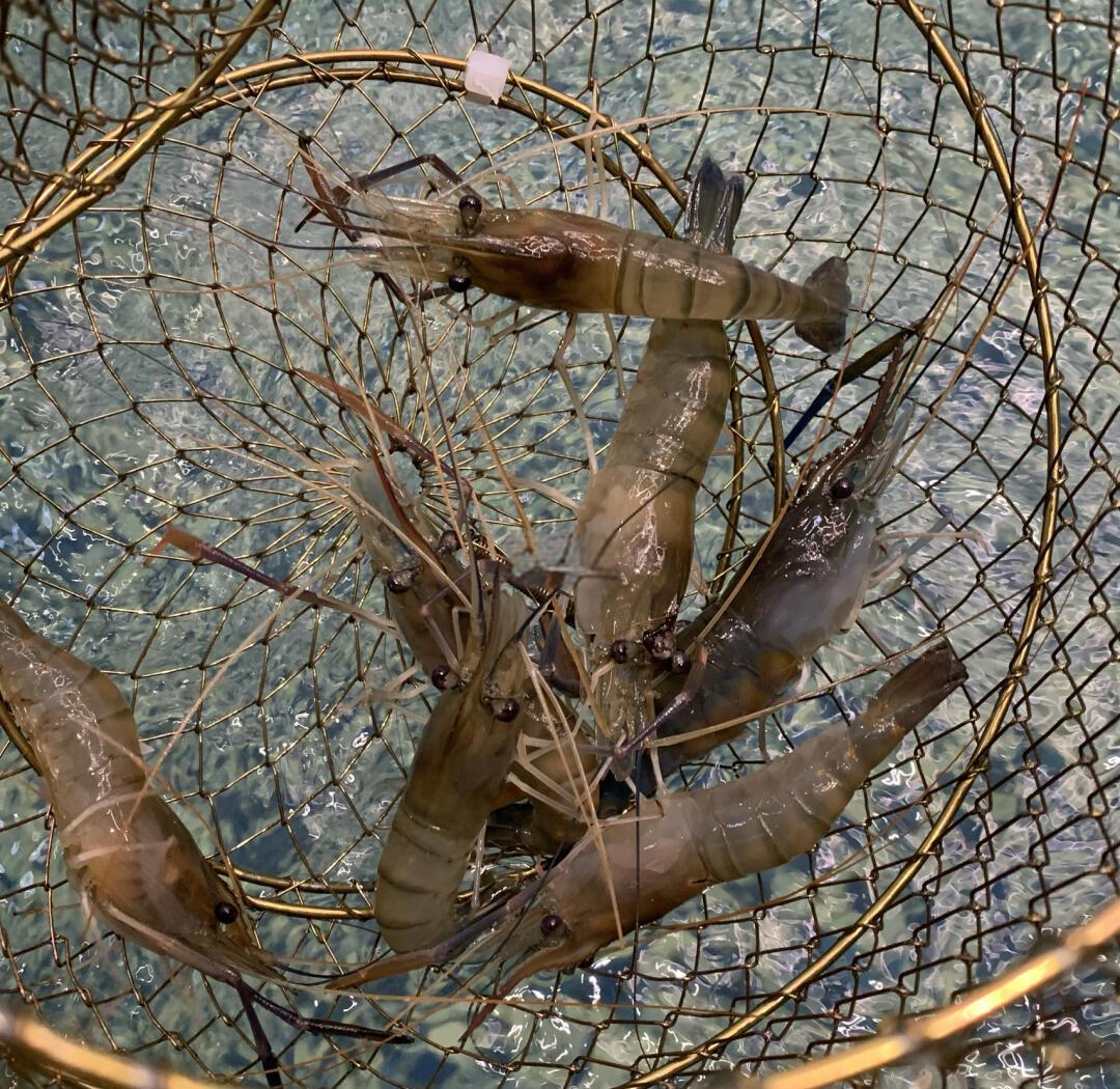 如何规避莞式服务消费陷阱 全流程合规指南帮你省下30%预算