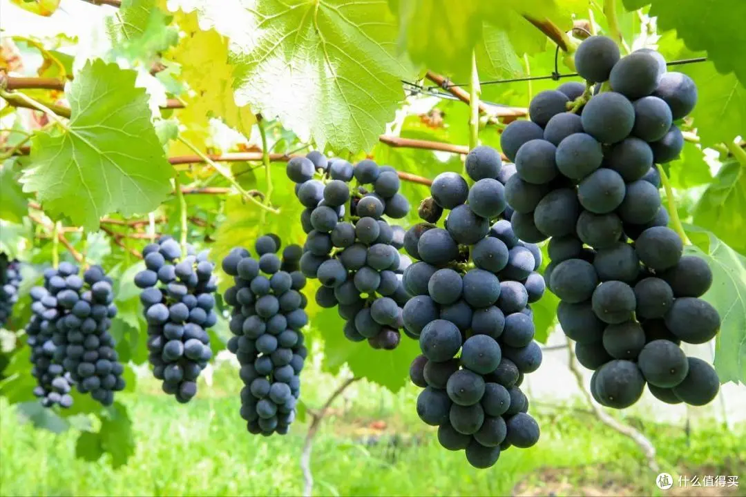 南黑窑小姐照片与收费标准全解析