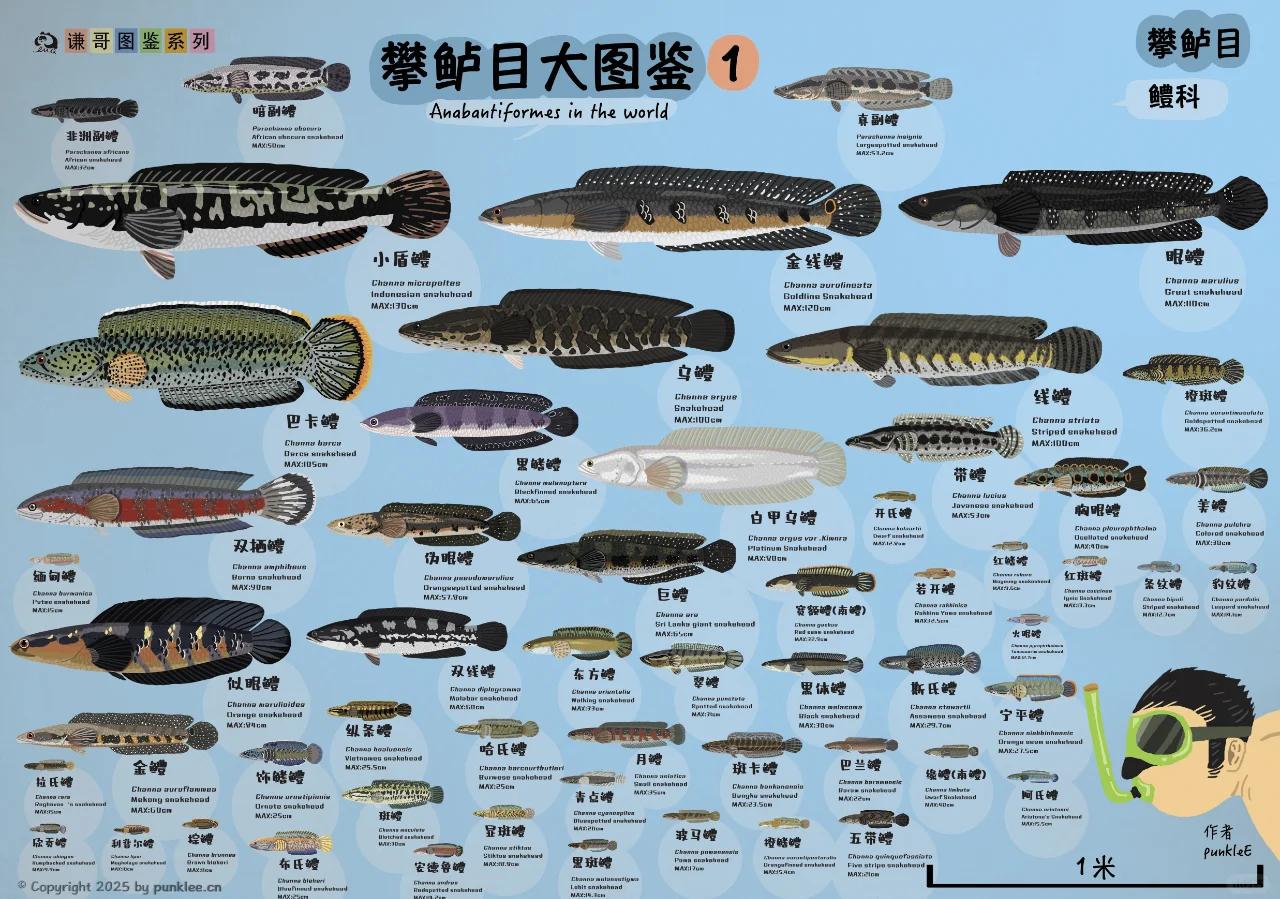 口袋妖怪图鉴玩法详解与全图鉴收集全攻略