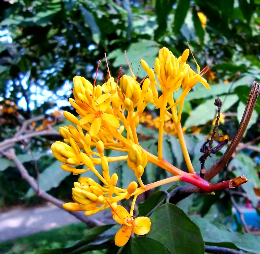 热点问题解析：野香花论坛究竟是什么 全面揭秘其功能与使用指南