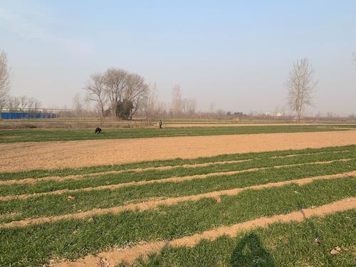 近日传来消息：郑州南曹乡炮街值得去吗？2025年实地测评与避坑指南