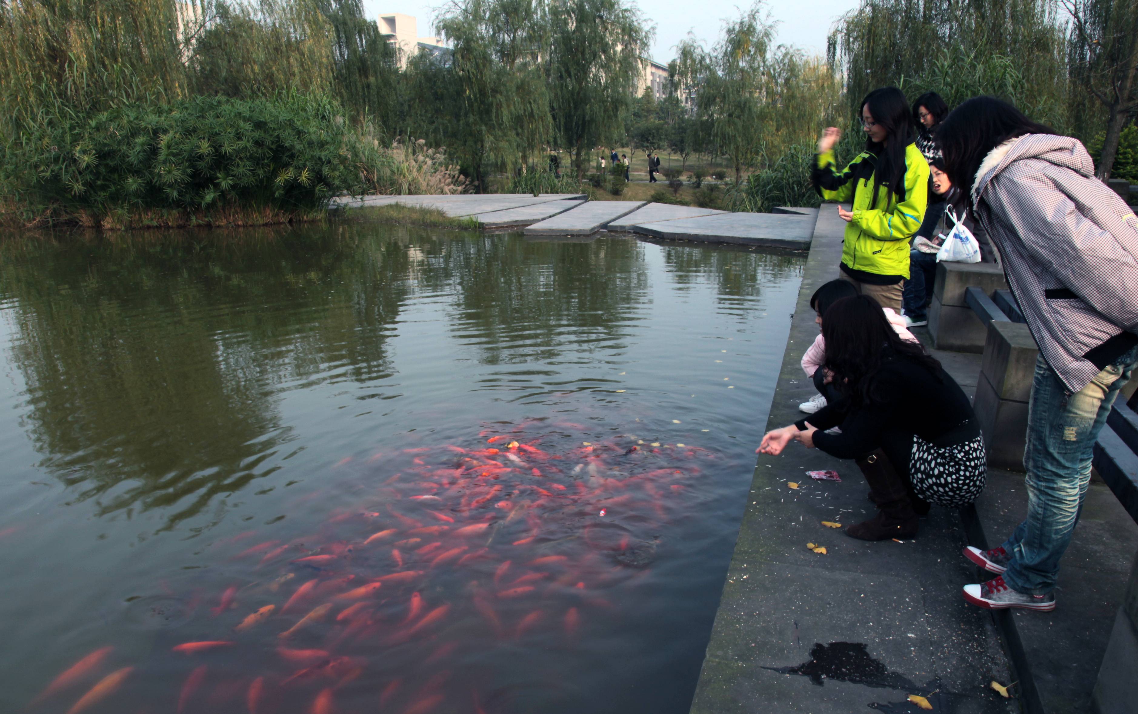 当事人讲述：校鸡从哪里找啊？靠谱渠道与避坑指南分享（校鸡的来源及避坑小窍门）