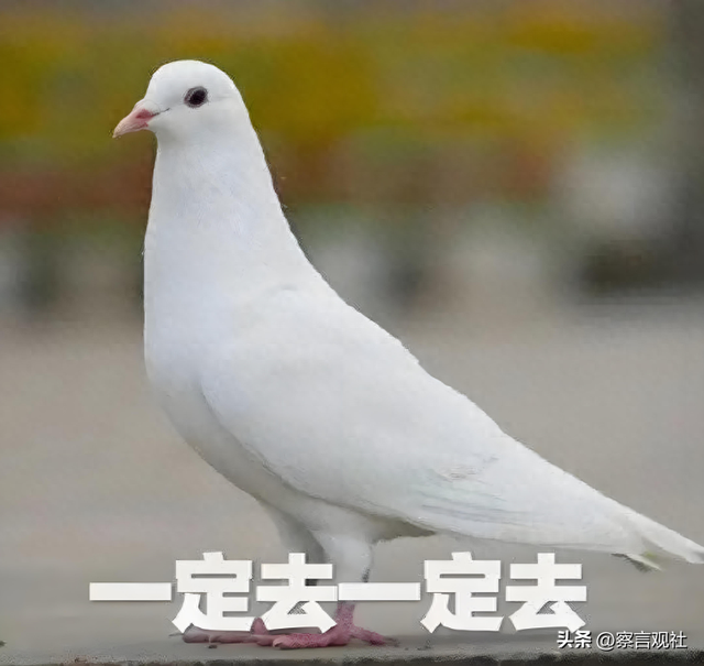 约茶总被“放鸽子”怎么办？3款省时50%的线上约茶神器实测解析