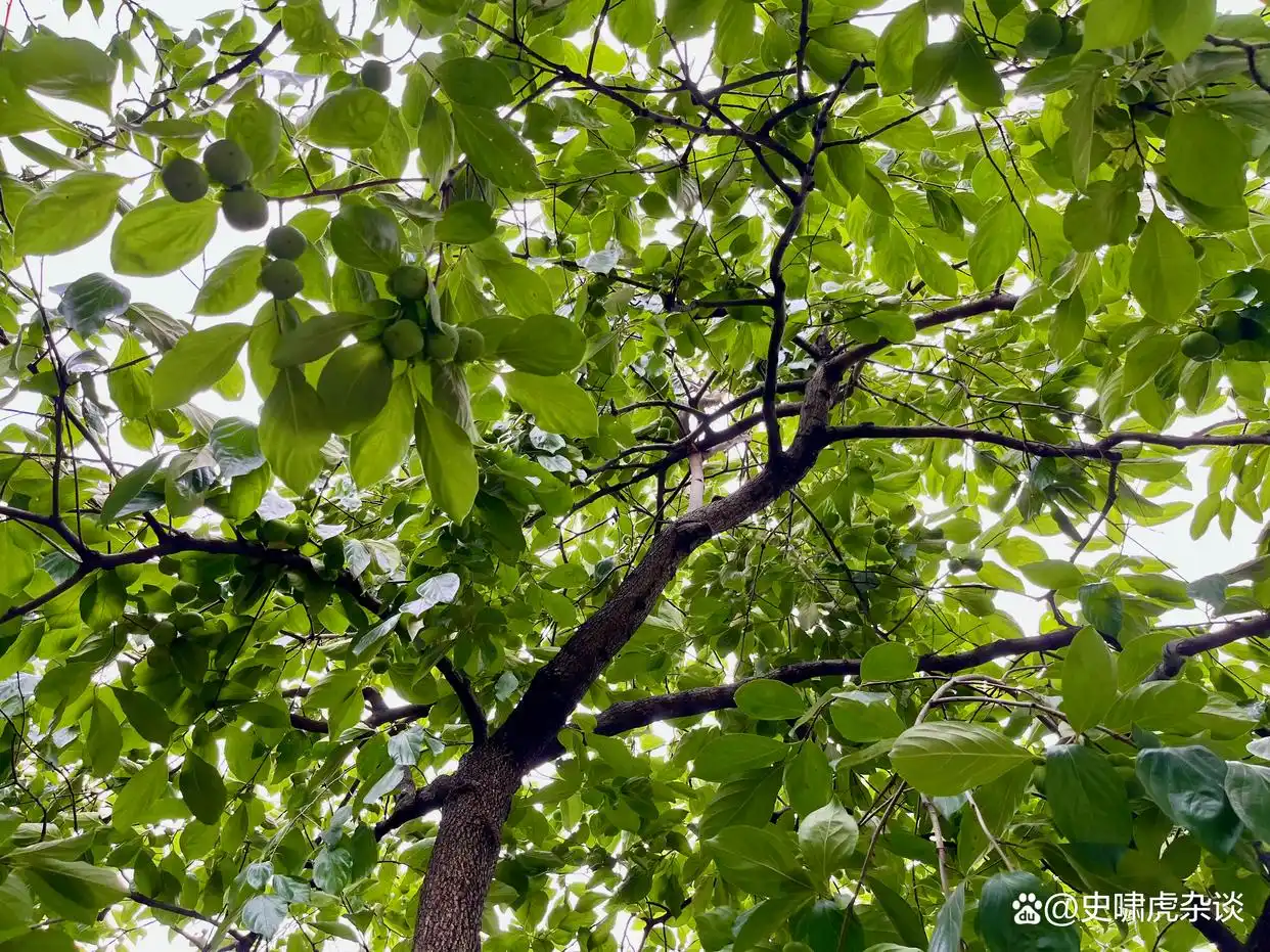 重大事件:曝光陌陌上面按摩是真的假的,陌陌上面按摩服务评价怎么样