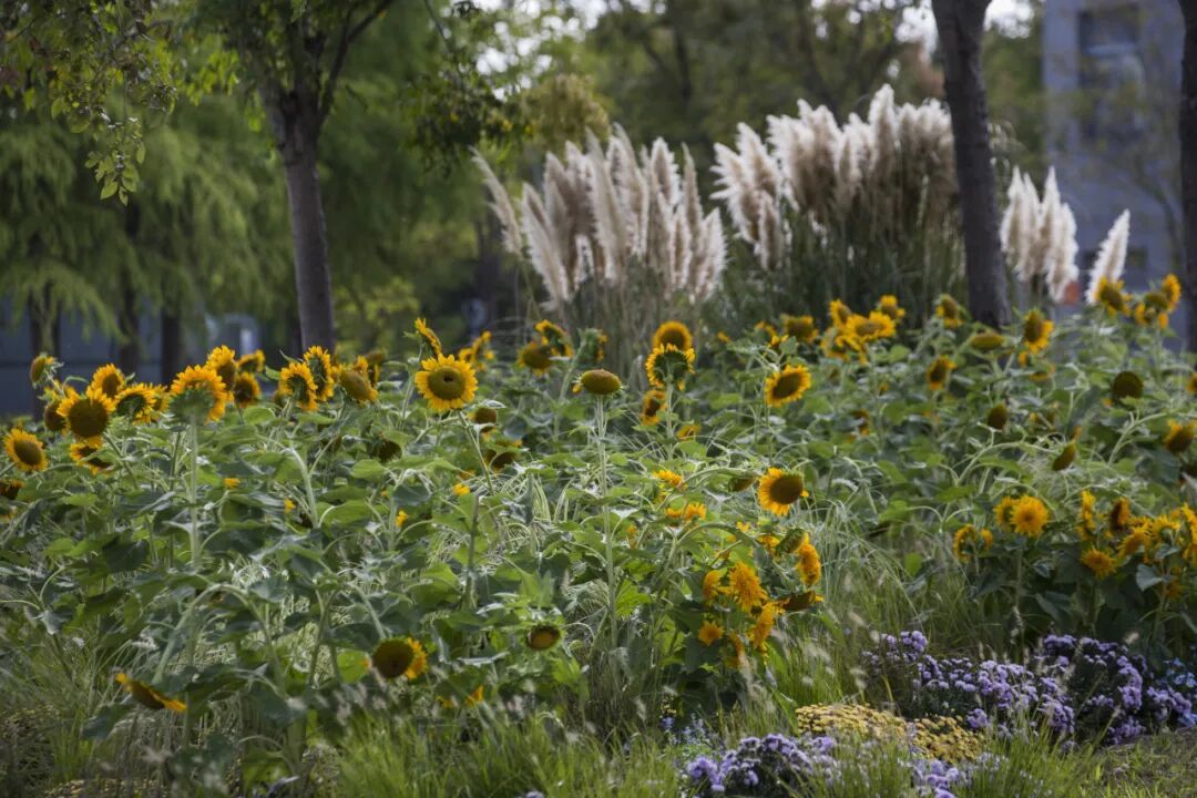上海长宁品茶文化探秘,茶香里的城市慢生活