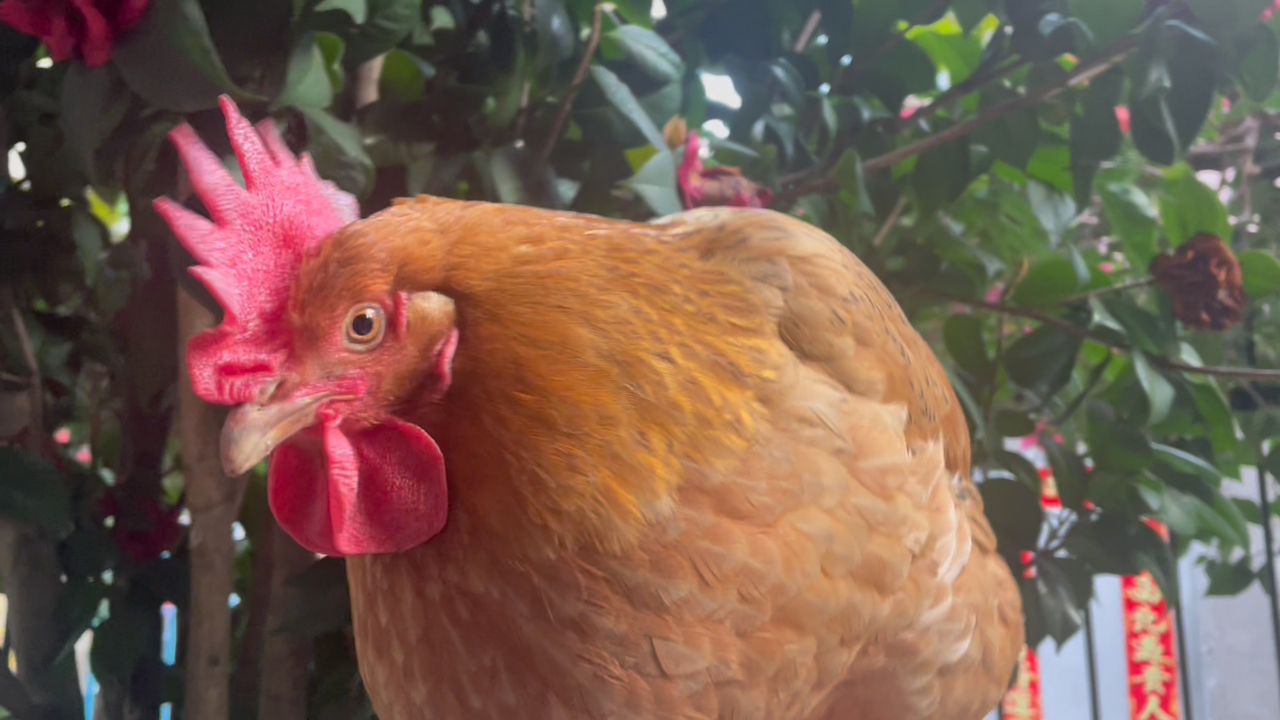 中卫在微信怎么找到鸡头以及相关法律问题探讨