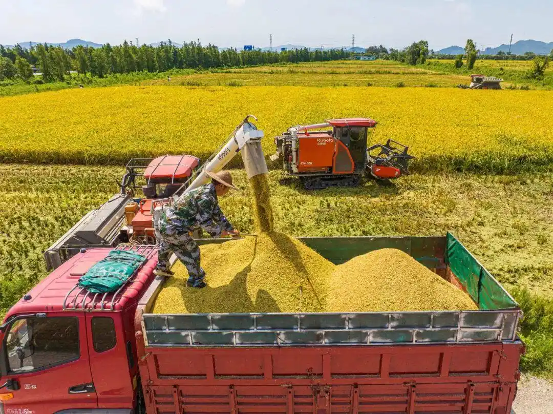 如何找当地品茶群:从入门到精通的实用指南