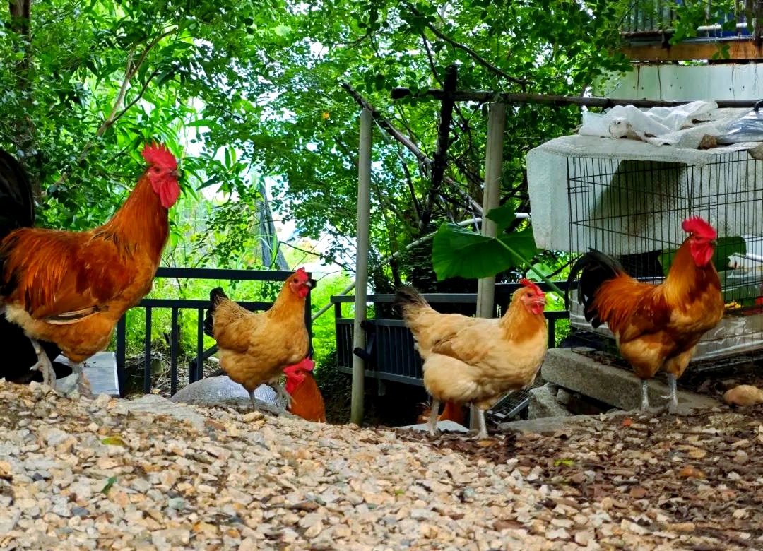 农场游戏UI设计 网页设计如何提升用户体验