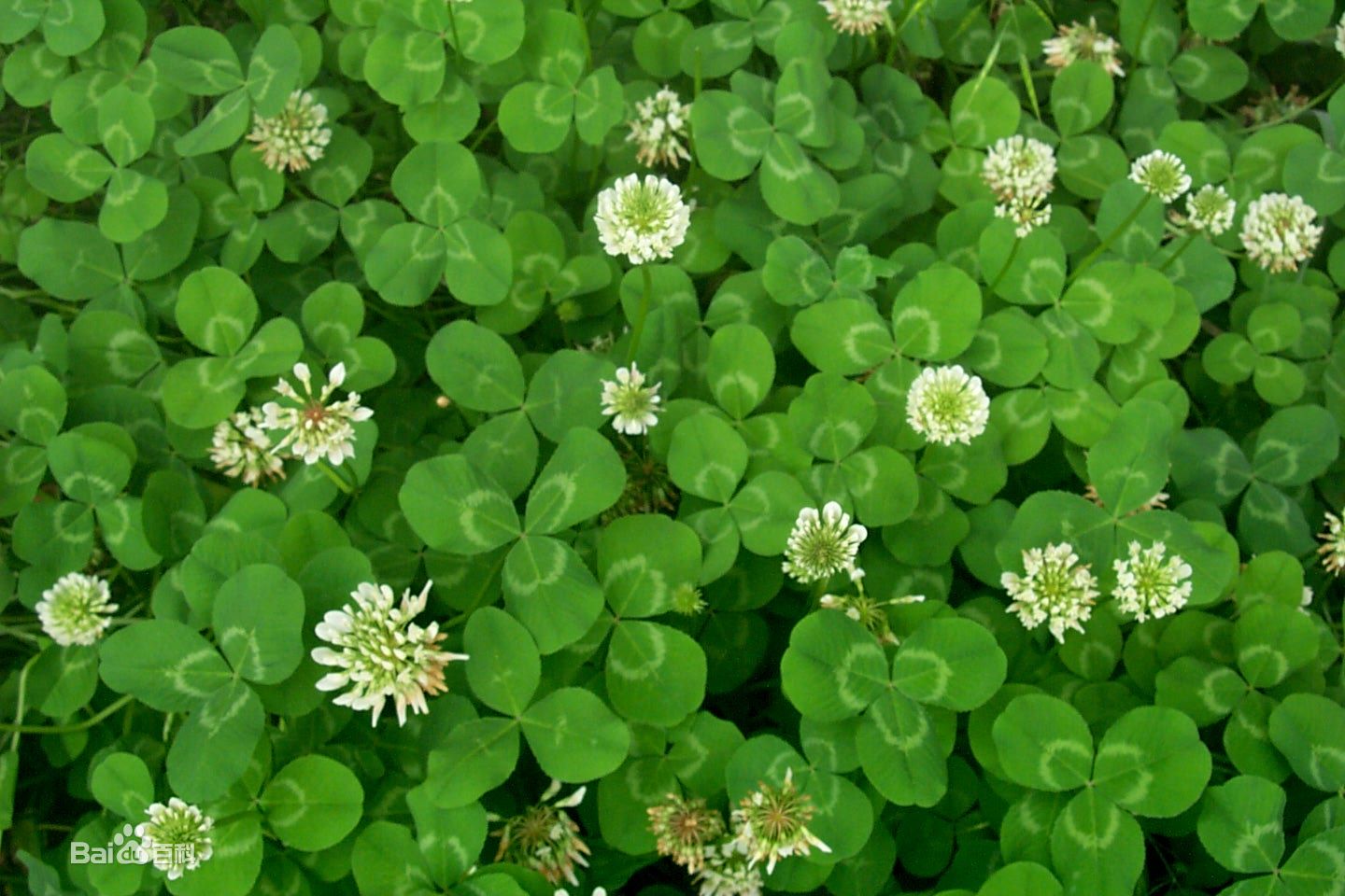 记者发现：三叶草私人研究所｜敏感肌修复实测有效指南