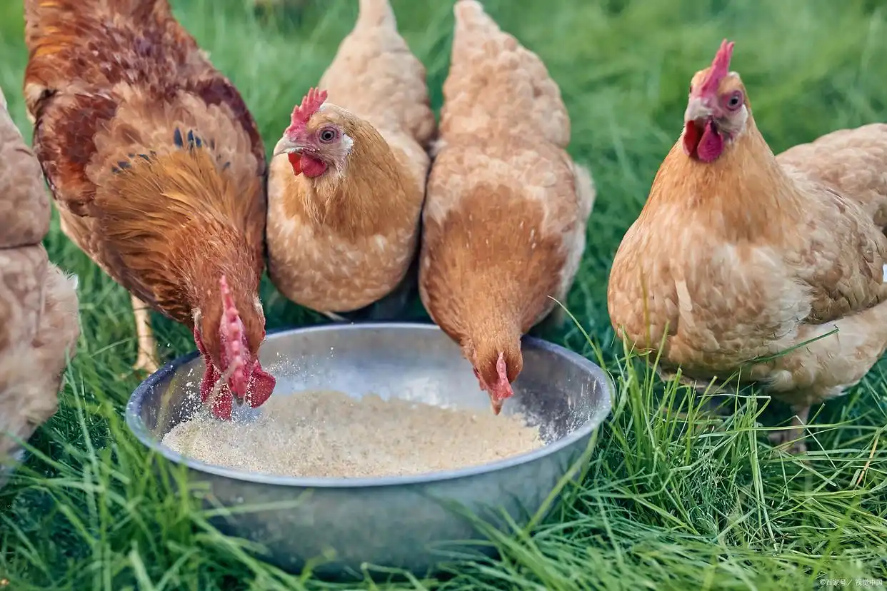 小红书鸡窝探秘,为什么年轻人沉迷养鸡