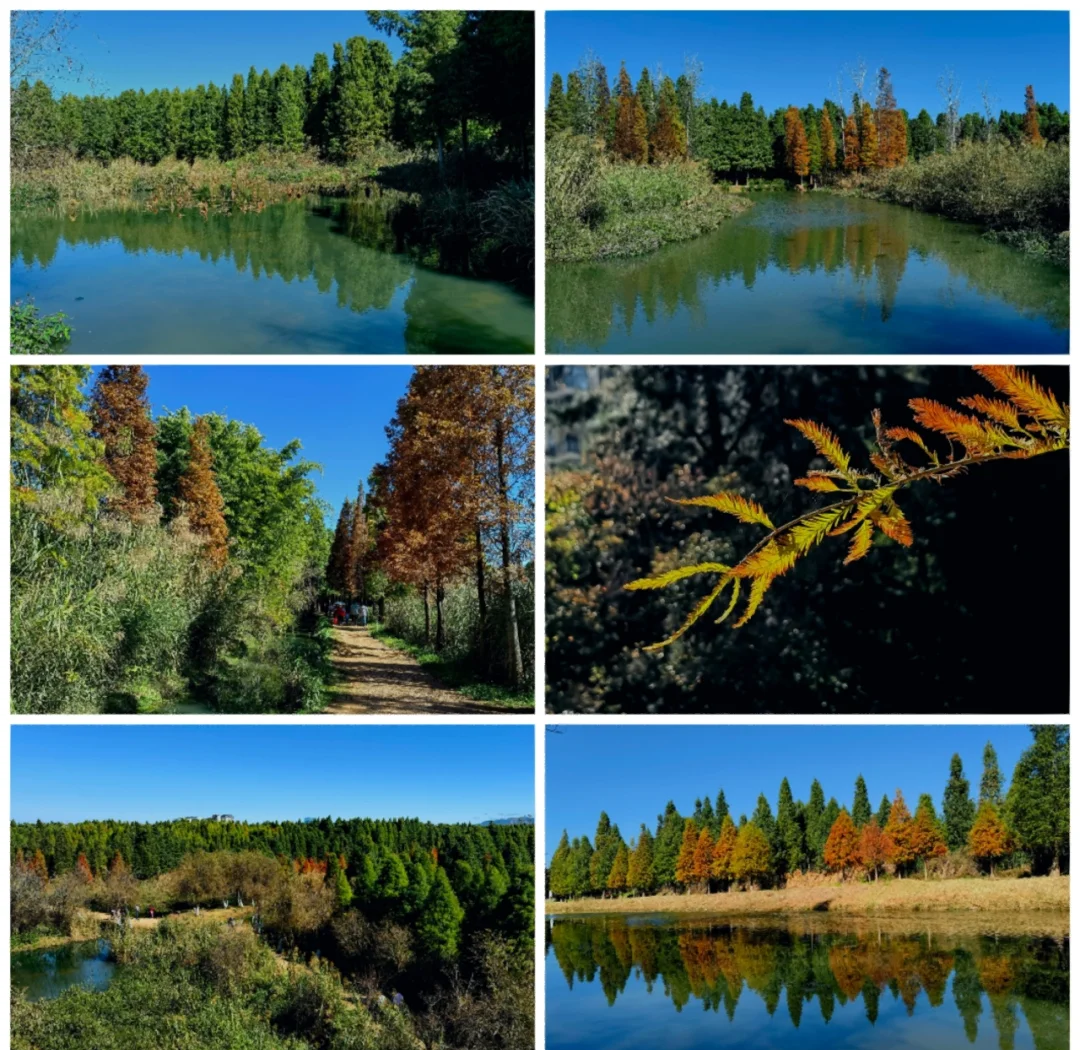 昆明呈贡区大学城约会群现象解析,当代大学生的社交图谱与情感需求