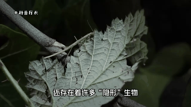 如何在900城空降电话中节省50%成本？全流程避坑指南详解