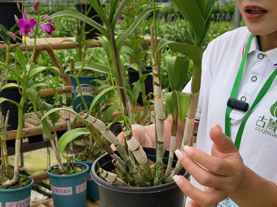 社会发展的重要讯息！武汉建设新村多少钱玩一次？本地老杆带你玩转最新攻略