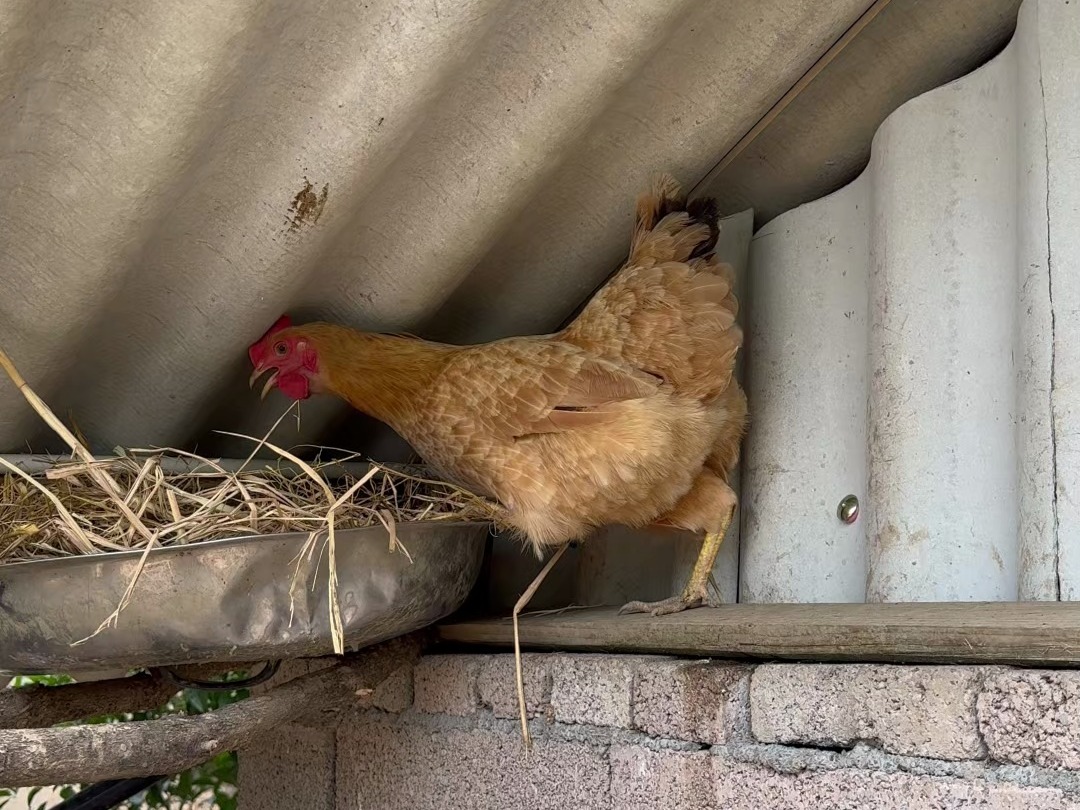 曲阜鸡窝都搬哪去了?一场关于土地、生计与文化记忆的十年迁徙