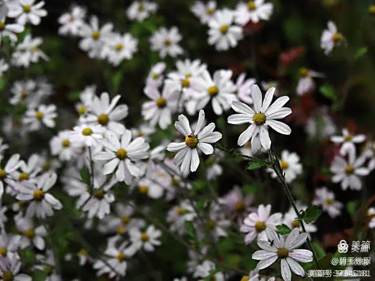 根据相关部门披露:新寻花测评论坛到底是什么?它为何成为2025年流量新洼地?