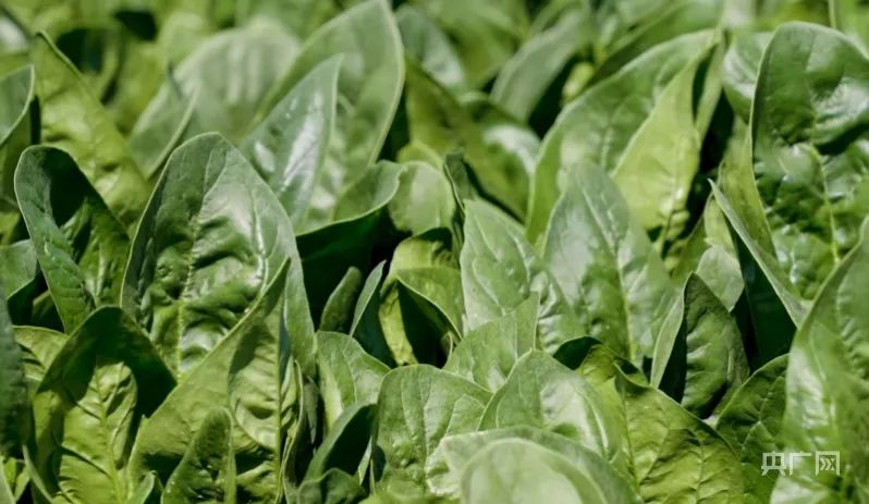 本溪公寓里的400全套靠谱吗？揭秘本溪公寓与交通出行全解析