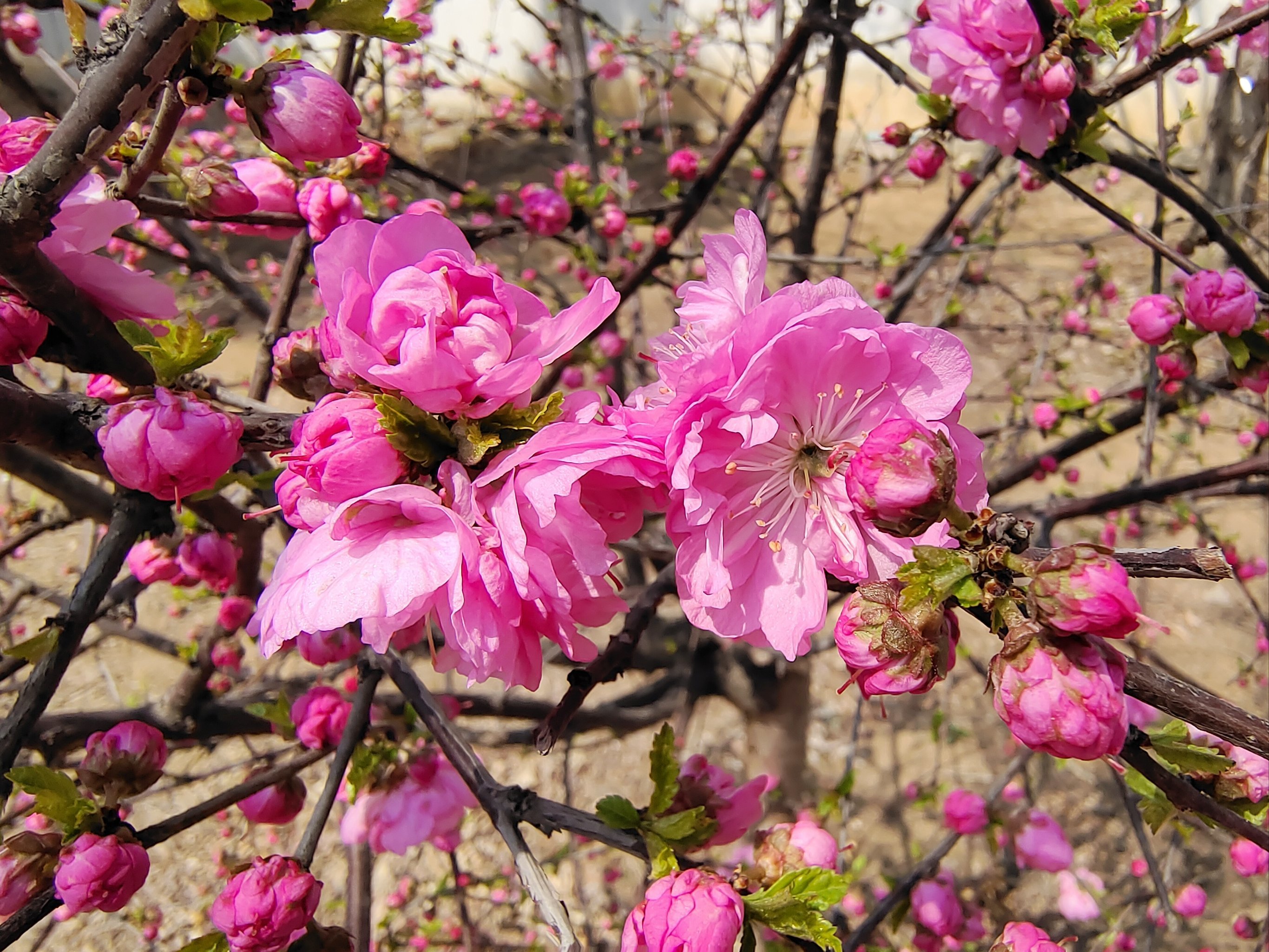 当'人到付款'遇上网络招嫖：一场精心设计的桃色陷阱