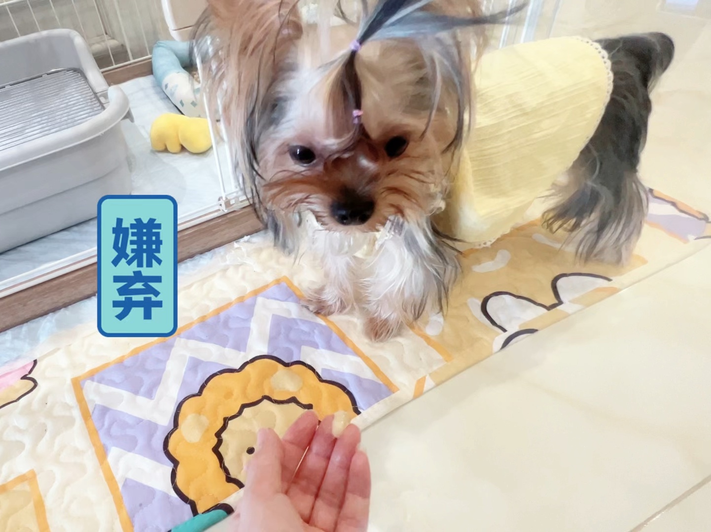 女生第一次市场价2000：当代婚恋市场隐性规则深度揭秘