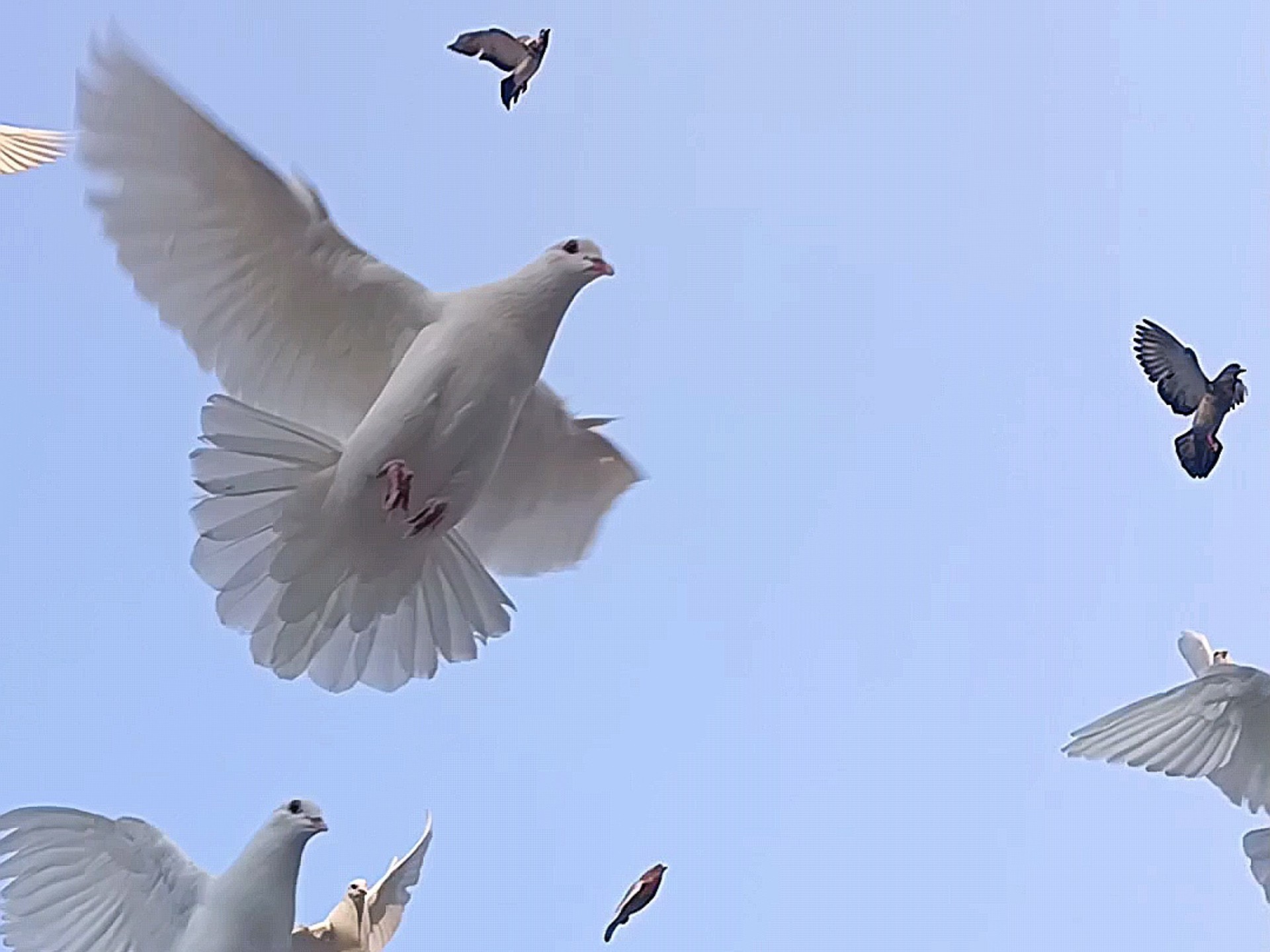 约茶总被鸽怎么办?_3款省时50%的线上约茶神器测评
