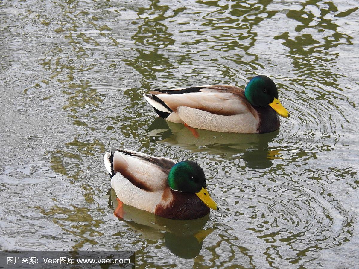 男鸭如何在微信上安全接单赚钱？