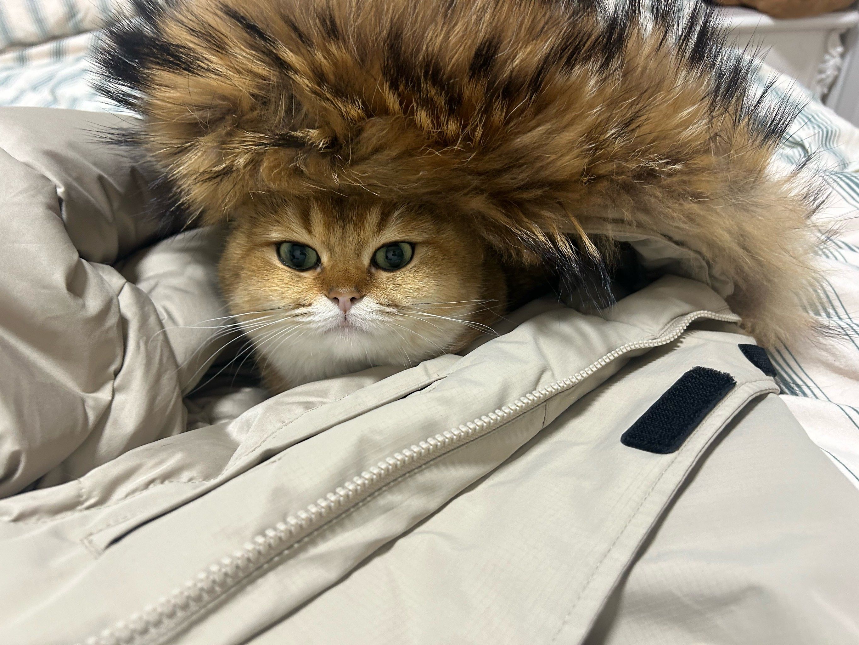 资深记者直播报道：哈尔滨玩毛子攻略自由行省钱指南与必去景点