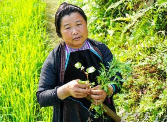 贵州占里村换花草真相 生男生女控制之谜