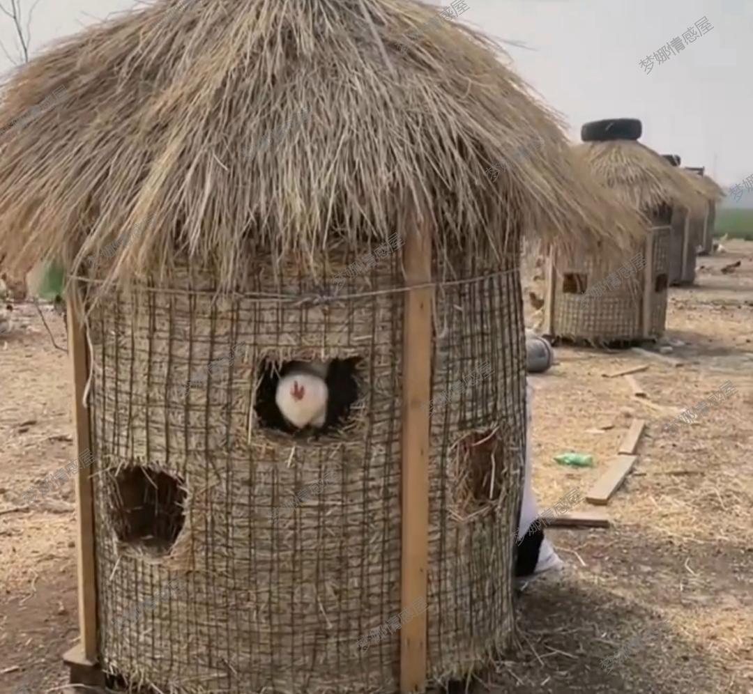 曲阜鸡窝都搬去哪儿了？揭秘土地、生计与文化记忆十年的迁徙故事