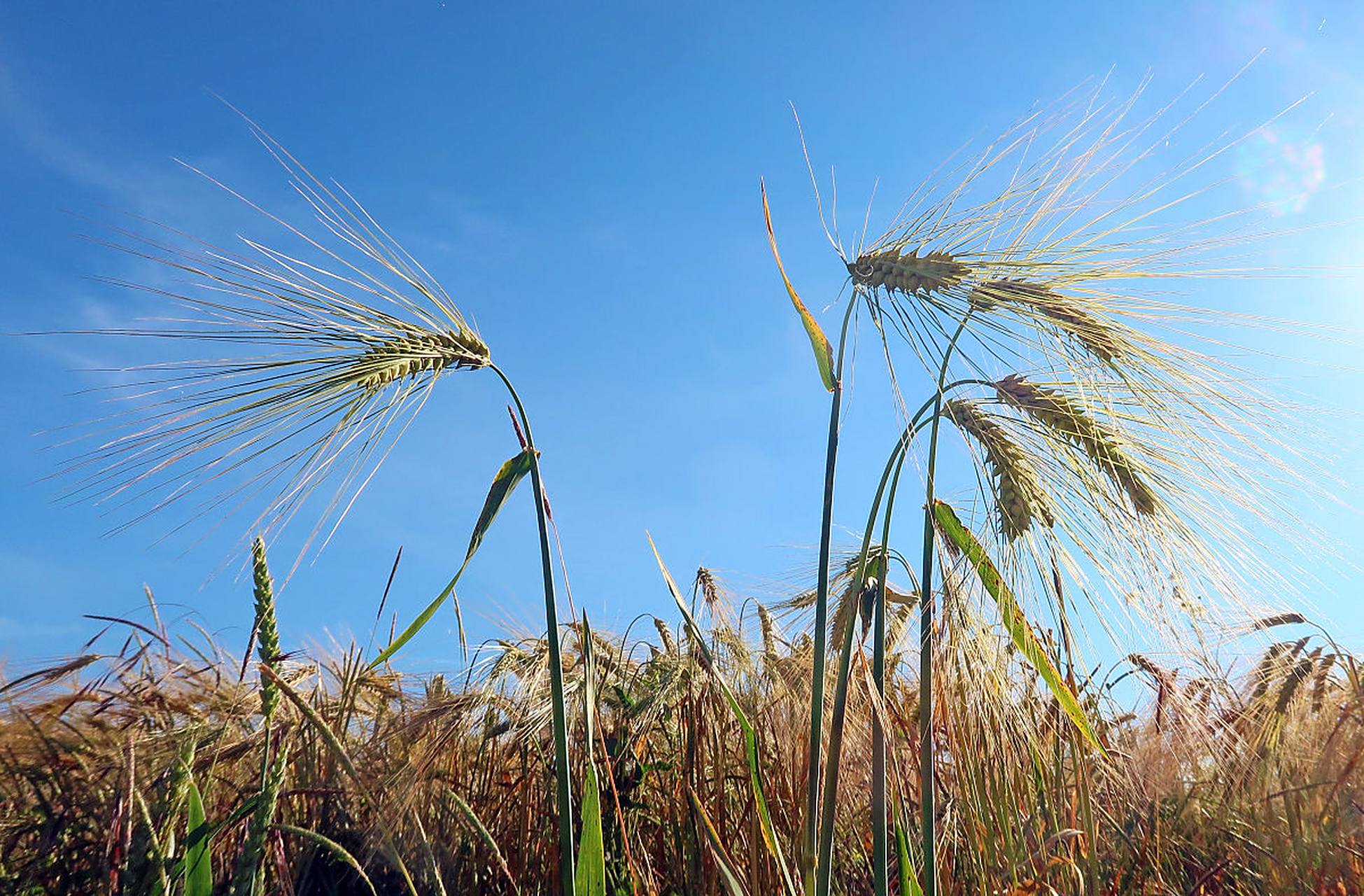 华为麦芒6怎么样值得买吗 华为麦芒6优缺点全面解析
