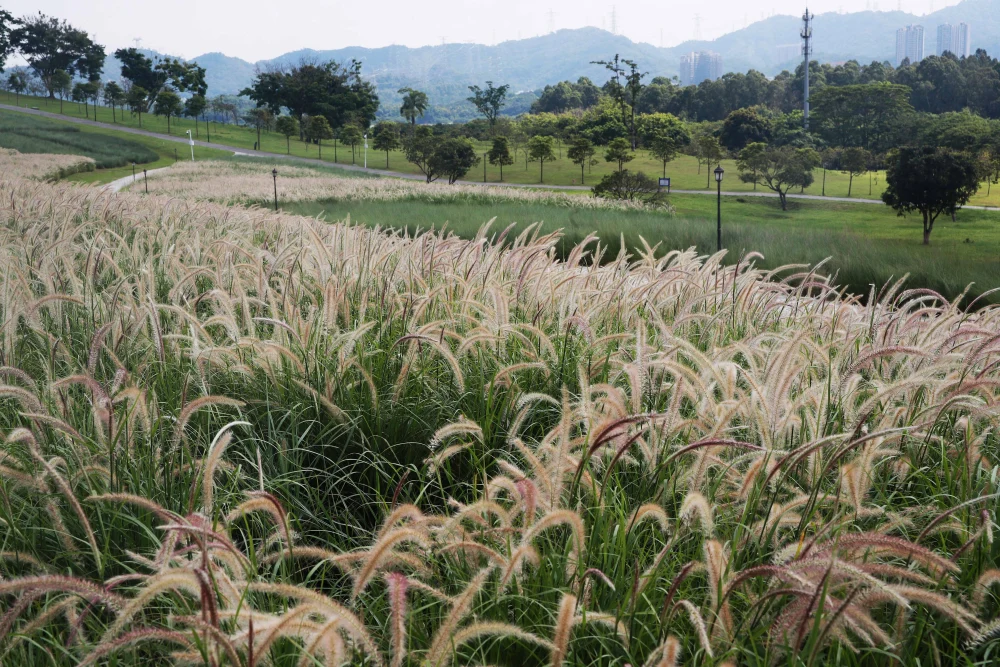 南平陌陌服务识别与常见问题解决指南
