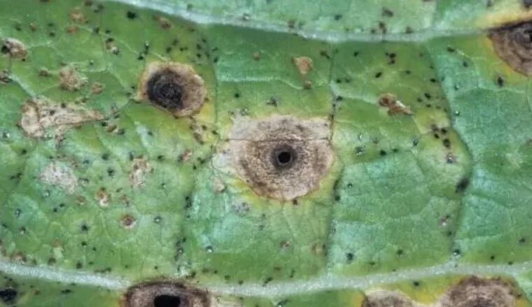 白菜上出现褐色的原因 白菜的多种吃法