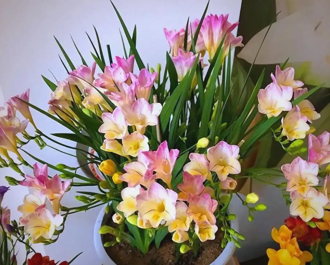 热点问题:野香花论坛是什么?全面解析其功能与用户使用指南