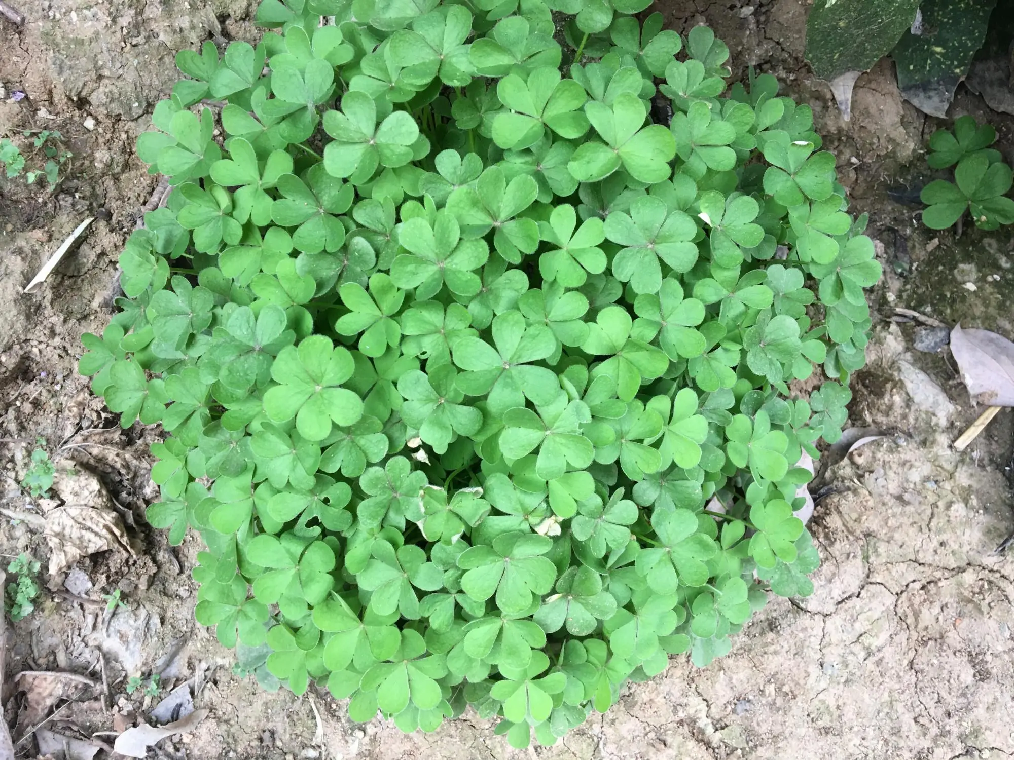 记者发现：三叶草私人研究所｜敏感肌修复实测有效指南