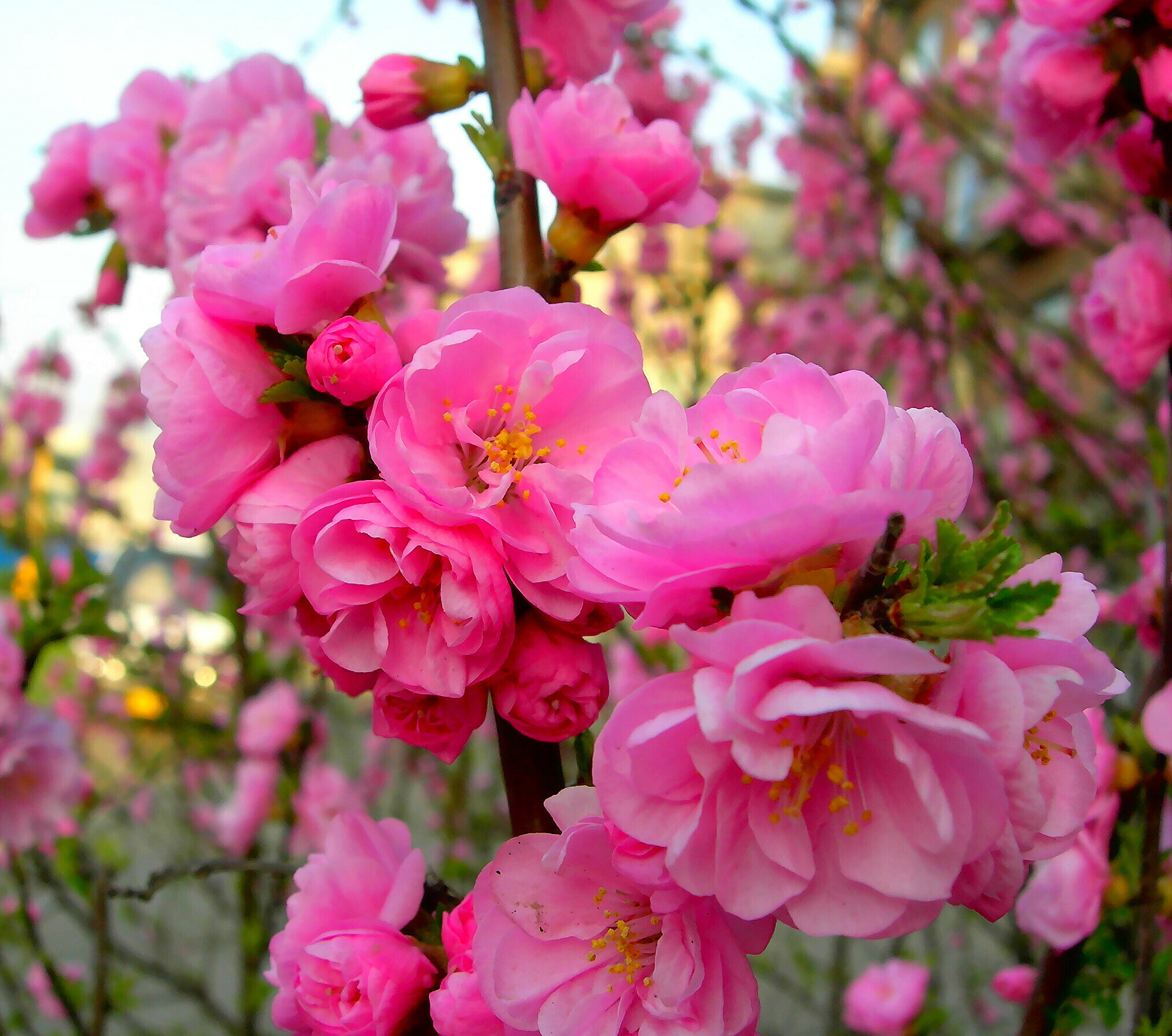 当“人到付款”遭遇网络招嫖：揭秘这场精心设计的桃色陷阱