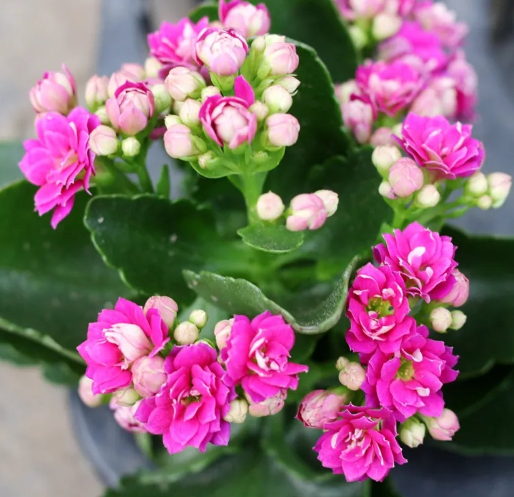 丹东品茶海选喝茶位置