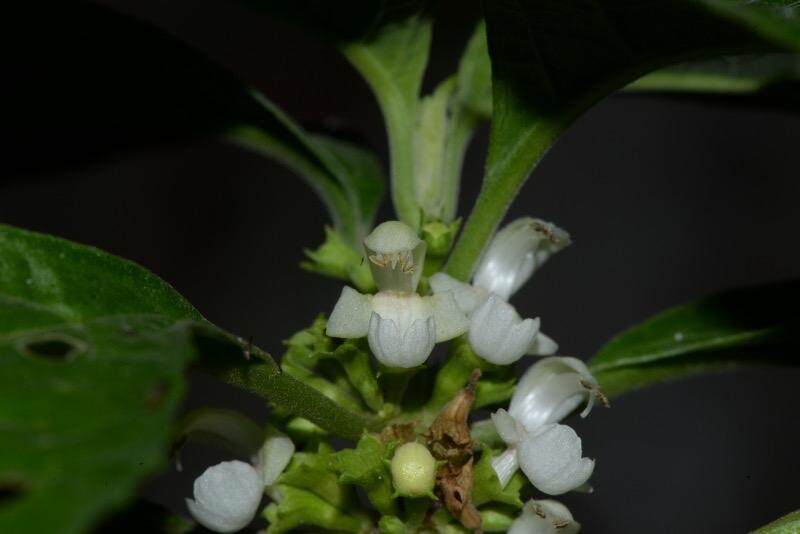 新寻花测评论坛究竟是什么以及为何会成为2025年流量新热点