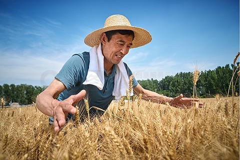 专题报道2025：许昌豫园摸麦价格实测与避坑指南