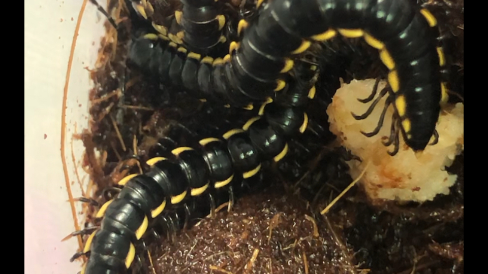 重大事件：曝光上海嘉定马陆哪有站巷的？当地人实际经验与实用推荐