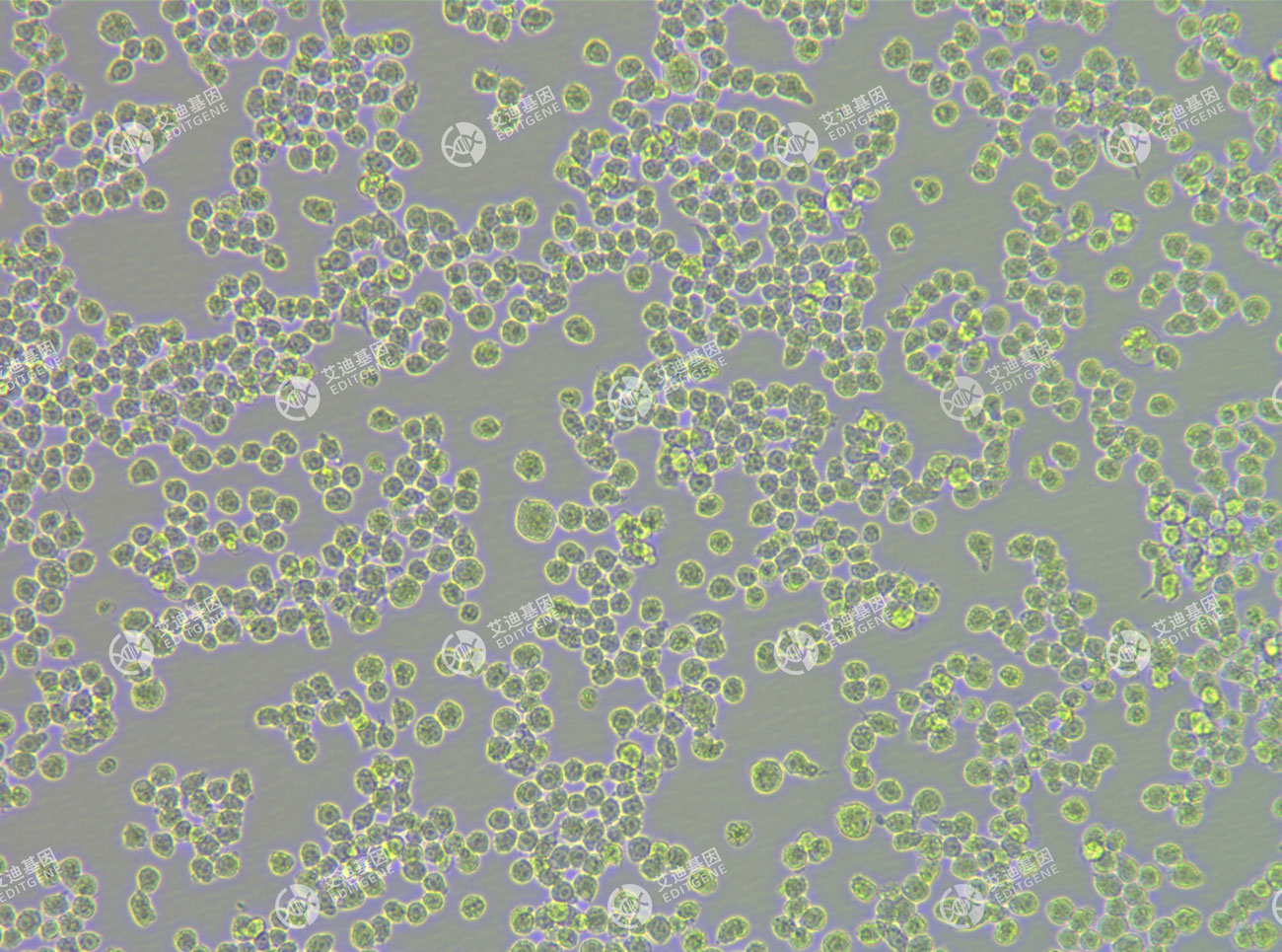 SP玩法全面解析：从基础知识到高级应用指南