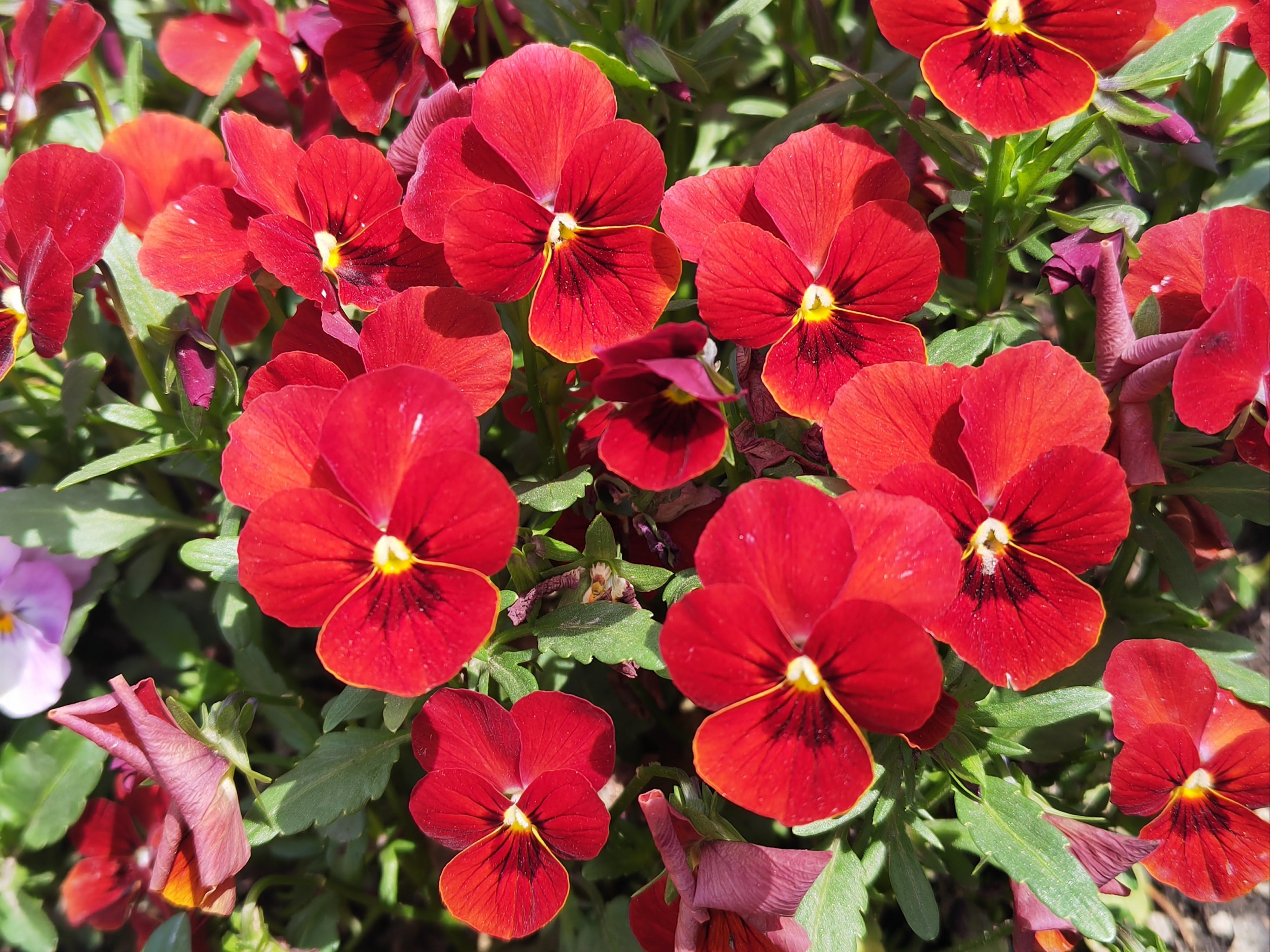 重大事故：一品寻花江苏南京哪里能找到真实可靠的信息？