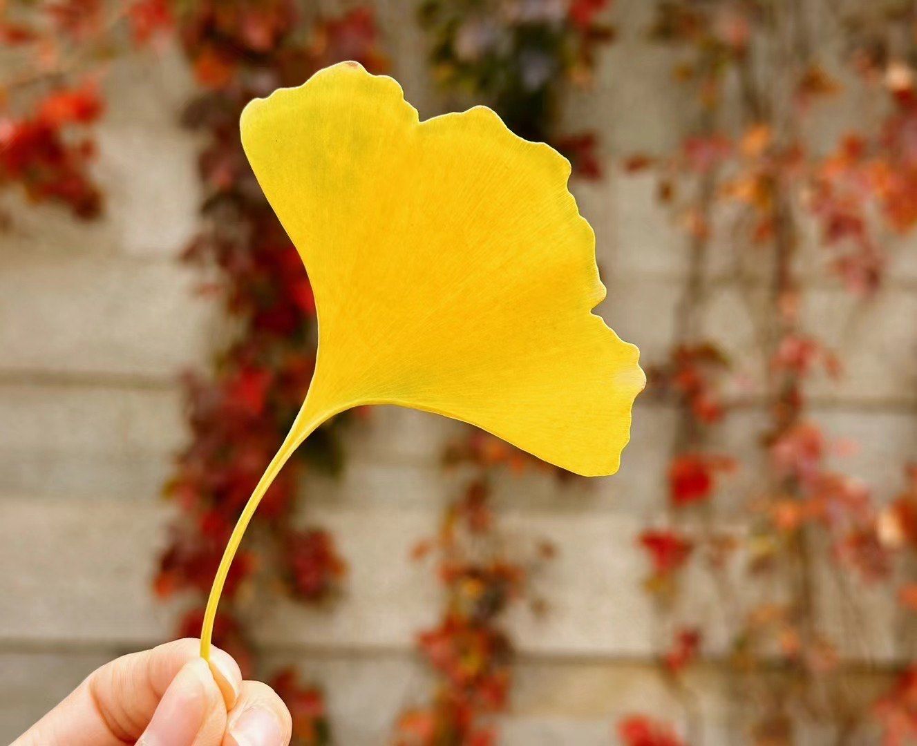 700元3小时不限次数品茶宁波到底值不值？——宁波最佳赏银杏地推荐与旅游宝典