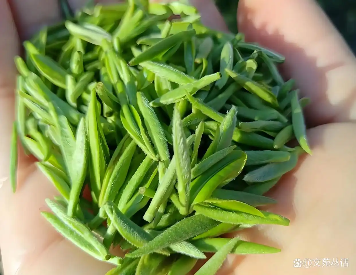 三亚新茶嫩茶wx：热带茶园的味觉革命与茶文化盛宴