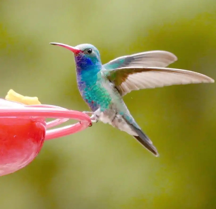 蜂鸟影院免费观看电视剧的方法 可以两个人一起看电影的软件