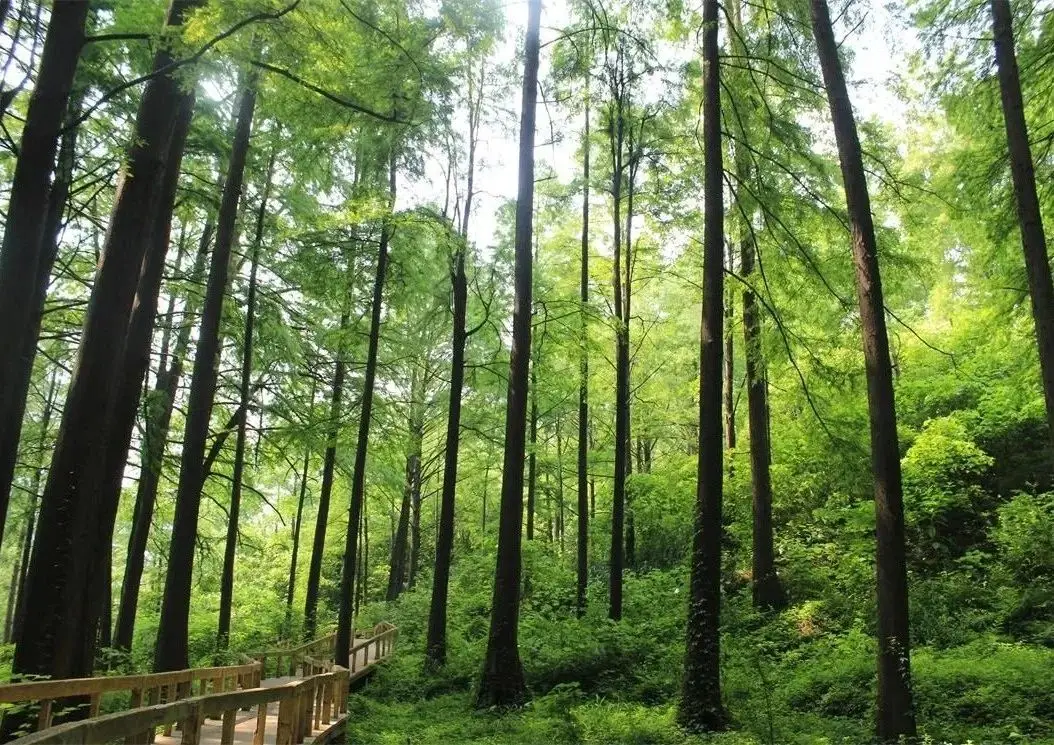 信阳大保健最多的地方及茶叶保健功效全面解析