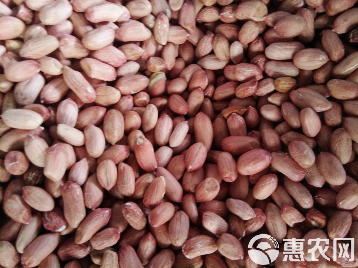 河南干花生价格 花生米几元一斤