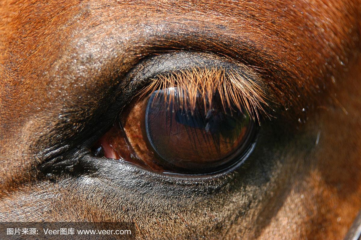 最新数据显示,马眼棒玩法感受到底能带来怎样的体验?深入探索与真实分享